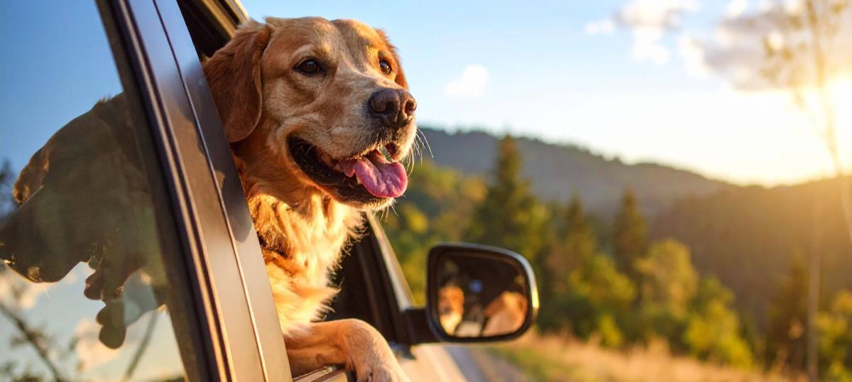 Un chien dans une voiture