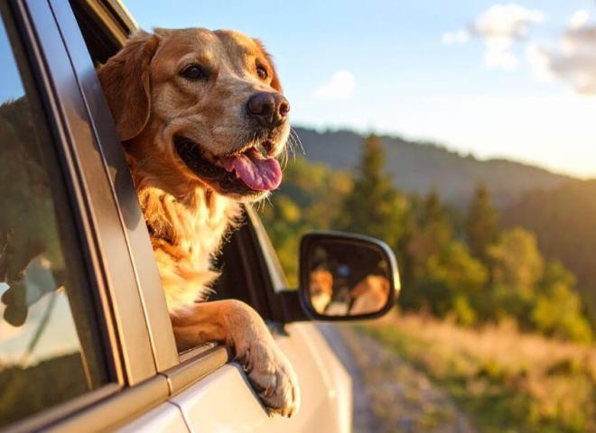 Un chien dans une voiture