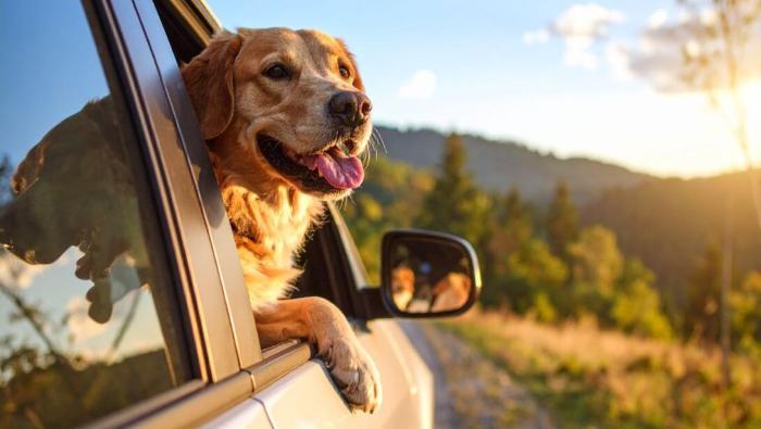 Un chien dans une voiture