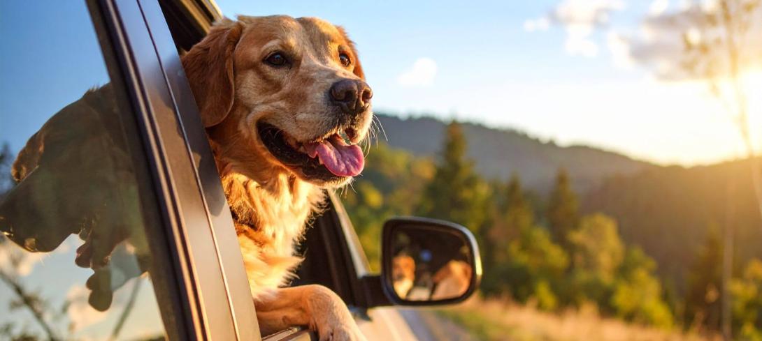 Un chien dans une voiture